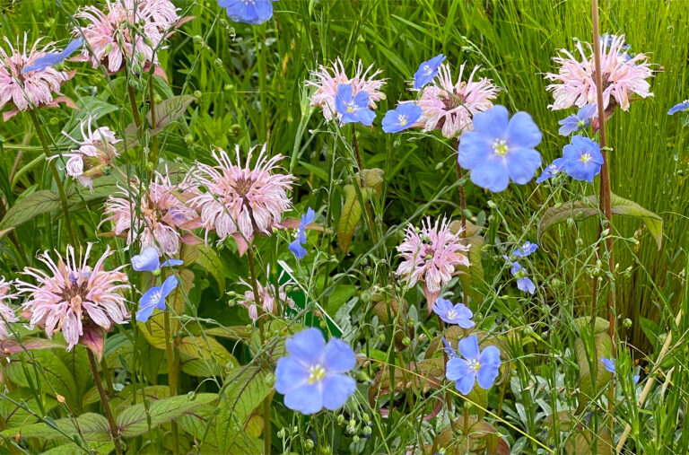 Kornblumen_Storchenschnabel